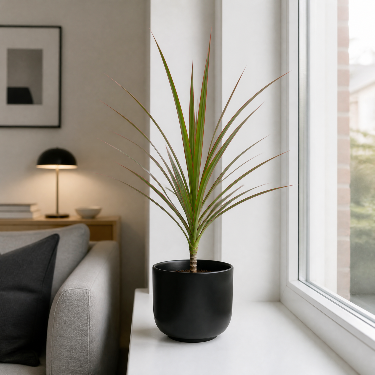 Plants By Post Dracaena Marginata Dragon Tree G - Matt Black