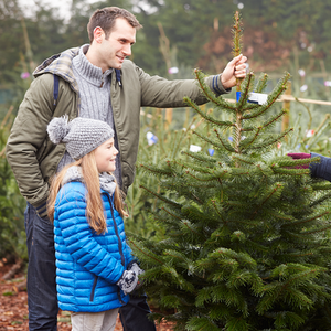 Nordmann Fir Pot Grown Christmas Trees