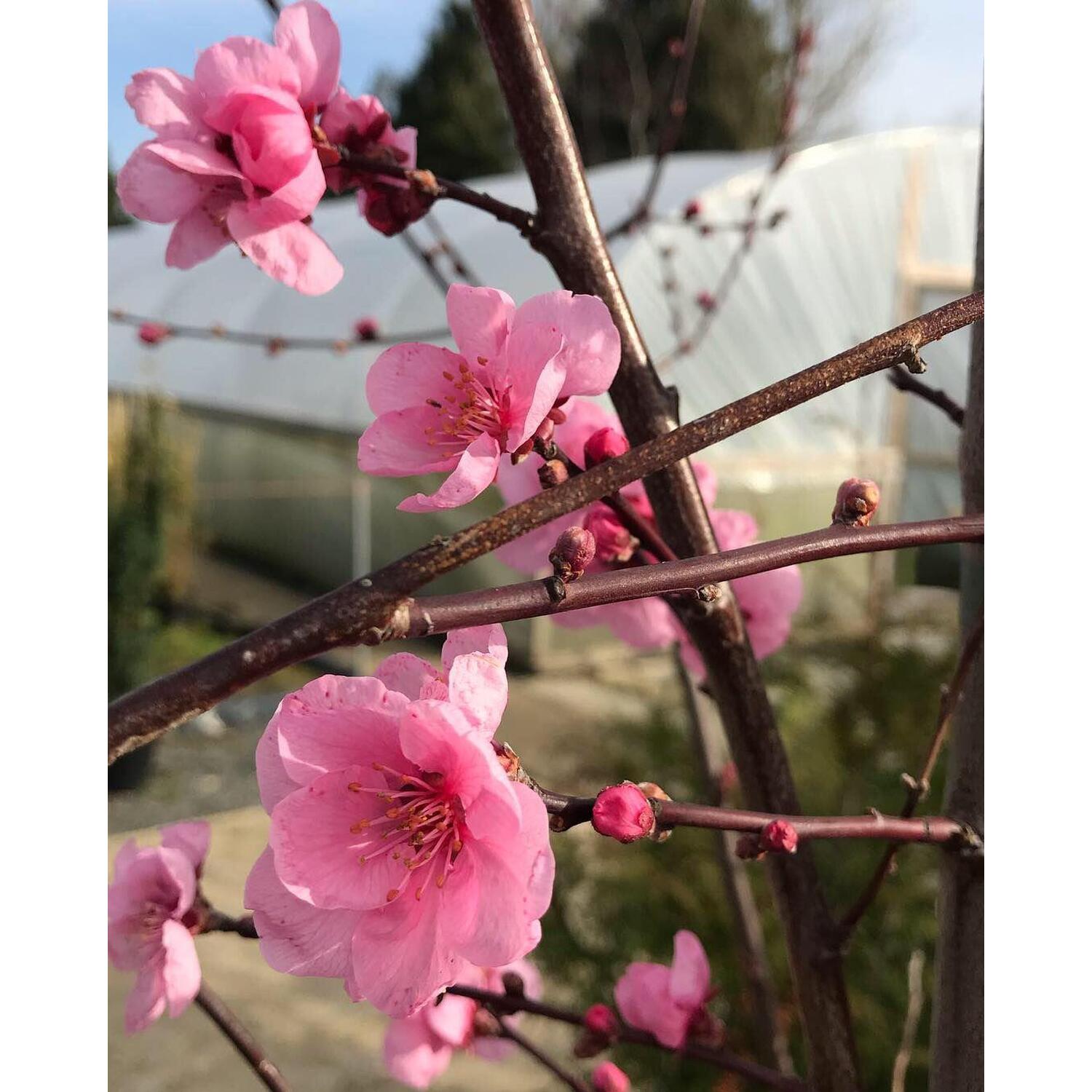 Prunus Spring Glow Tree, 6ft, 12L Pot by Directplants