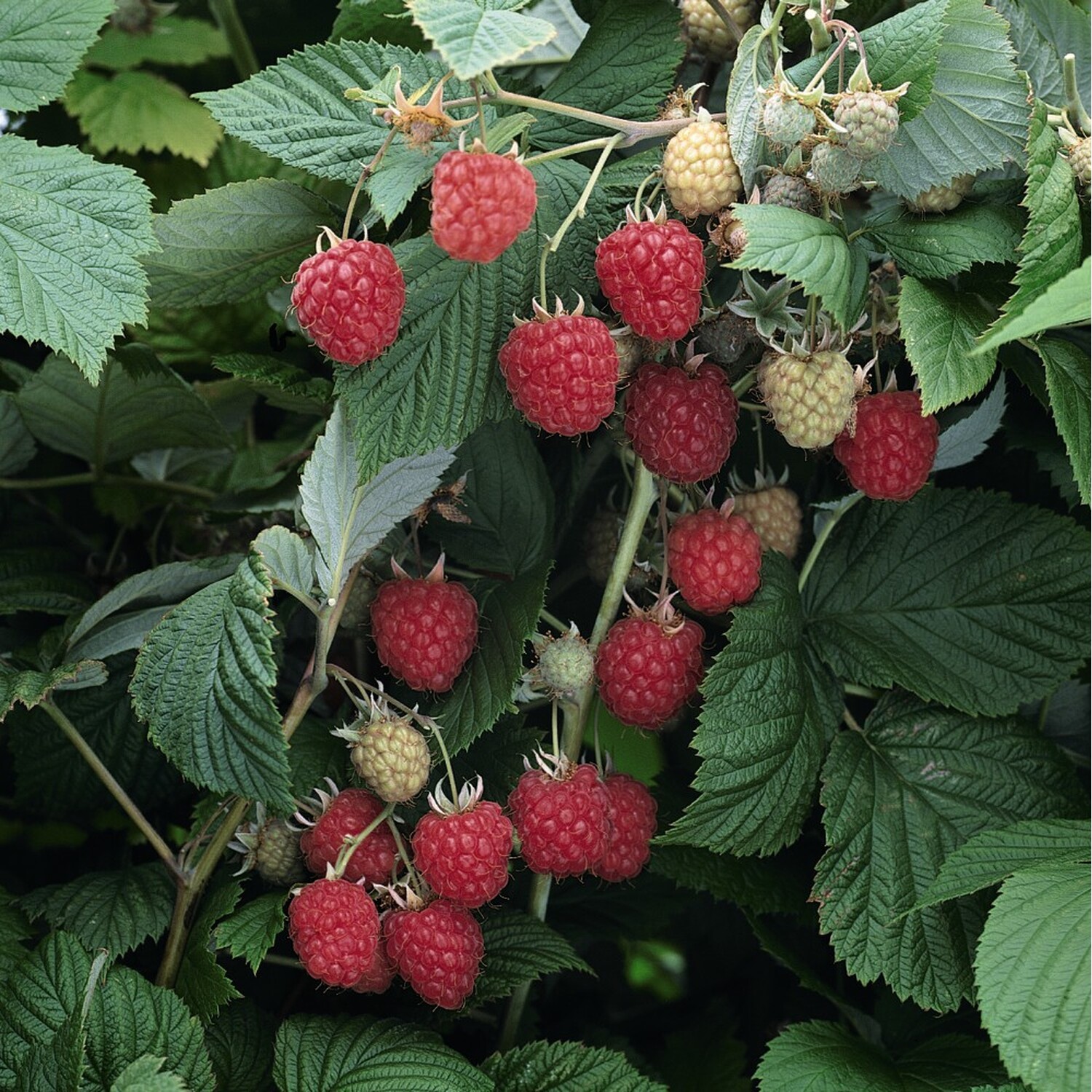 Raspberry Glen Ample Canes