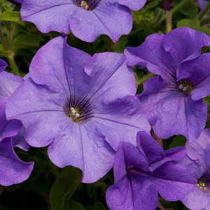 Petunia Surfinia Heavenly Blue - 9cm Pots Pack of 3 Trailing Summer Flowers