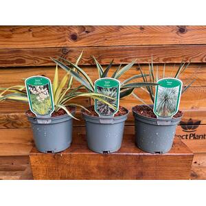 3 Mixed Hardy Yucca Trees in 23 L Pots By Direct Plants