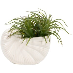 Succulent in Conch Shell Pot