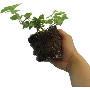 Ivy 'Silver' (Hedera helix), Elegant Silver Variegated Evergreen, 10.5cm Pots (P