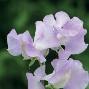 Unwins Sweet Pea 'Cyril Plater' Spencer-type seeds, rosy-mauve, highly scented, 21 seeds