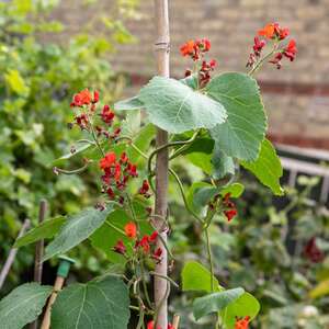 Marshalls Garden Firestorm Runner Bean Seeds - Self-fertile, Red Flowers, Stringless Pods, 45 Seeds