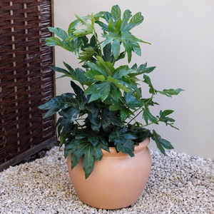 Terracotta Style Garden Planter Round Outdoor Bowl Plant Pot 48cm