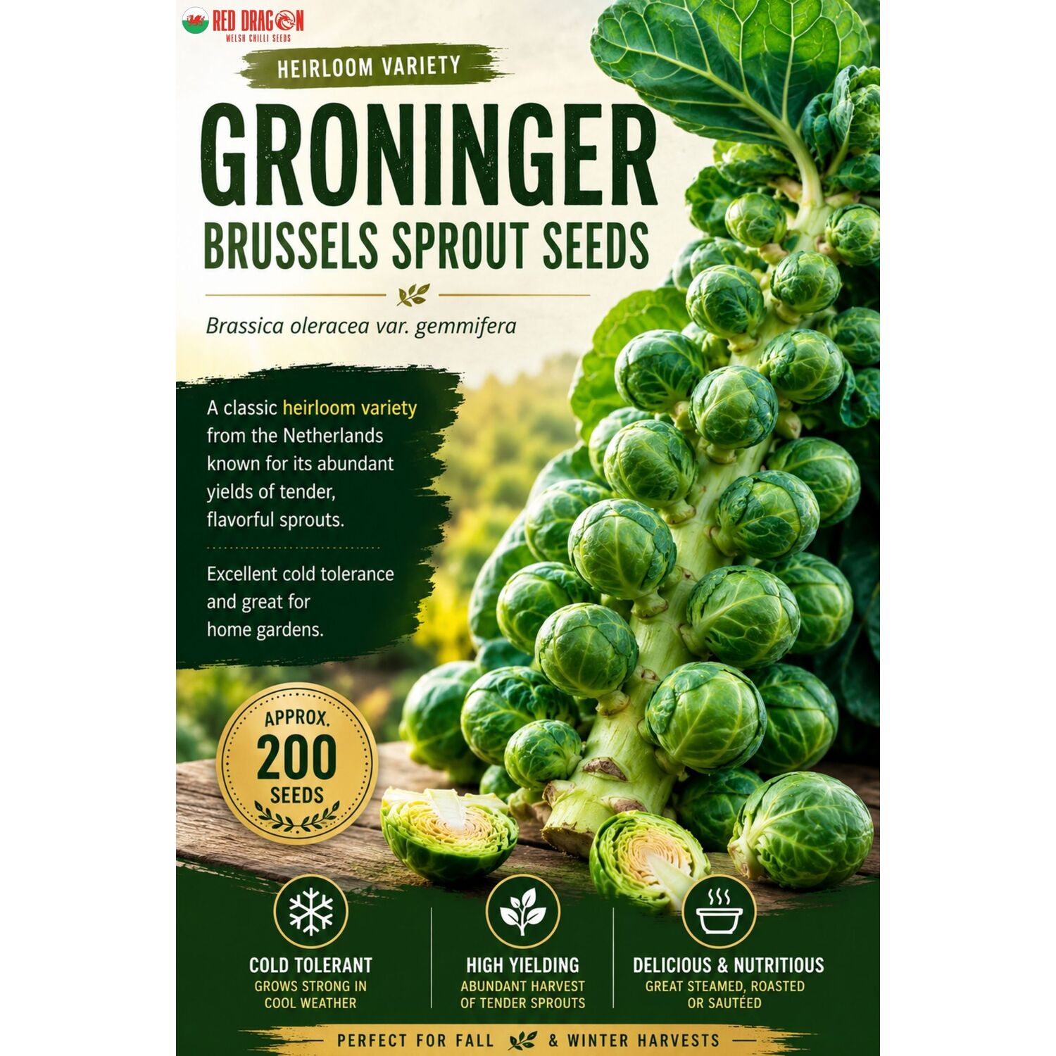 B&Q -  Groninger Brussels Sprout Seeds For Home Garden Growing - Image 2