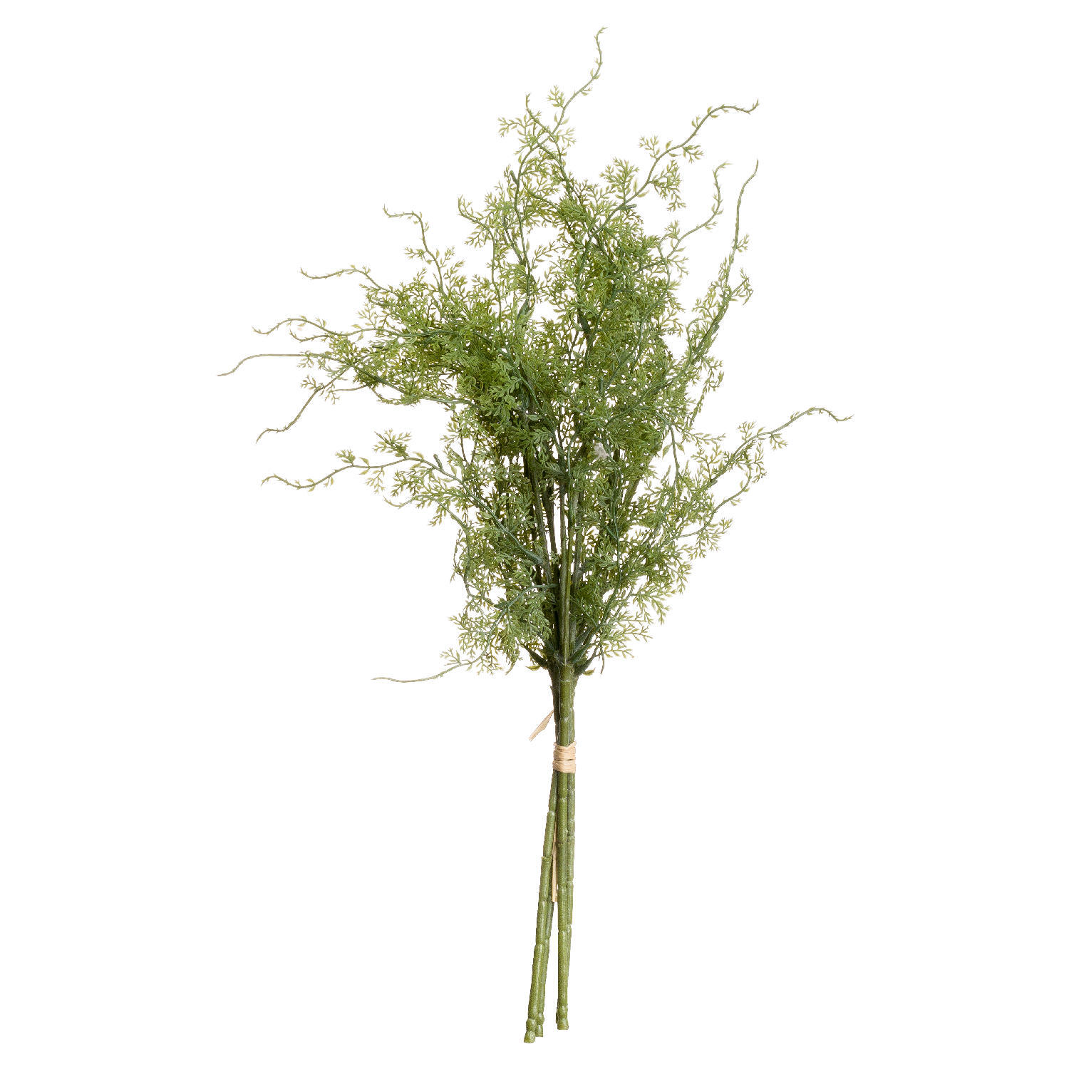 Asparagus Fern Bunch Fresh Natural Greenery - Green