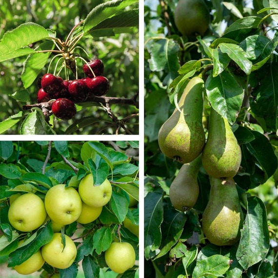 Patio Fruit Tree Trio Collection