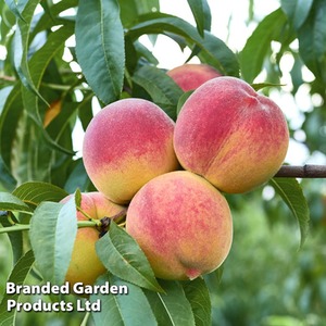 Peach Prunus Avalon Pride Patio Tree