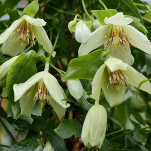 Clematis Christmas Surprise White Flowering Vine Climbing Plant