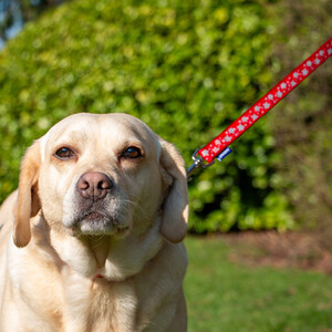 Ancol Reflective Stars Dog Lead 1m