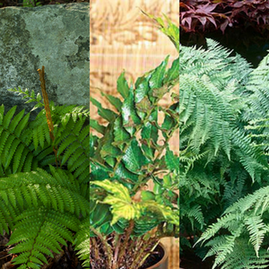 Pack of 3 Hardy Fern Mix - Shield Holly and Male Fern 1L Shade Garden Plants
