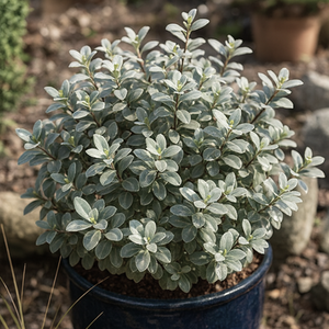 Pittosporum Silver Ball Shrub Variegated Evergreen