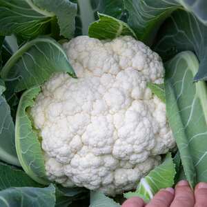 Marshalls Garden Cauliflower Seeds Speed Star - Early-maturing, Compact White Curds