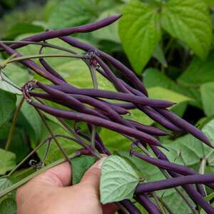 Marshalls Garden Carminat Climbing French Bean Seeds, Stringless Deep Purple Pods