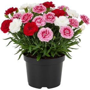 Carnation Growers Mix - 3 or 6 Potted Plants