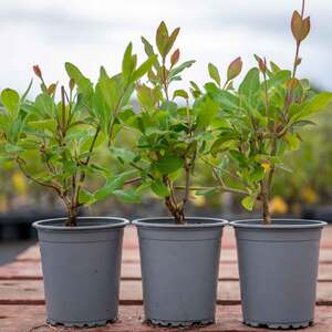 Honeysuckle 'Graham Thomas' - Pack of 3 x 9cm climbing plants, fragrant pale yellow flowers