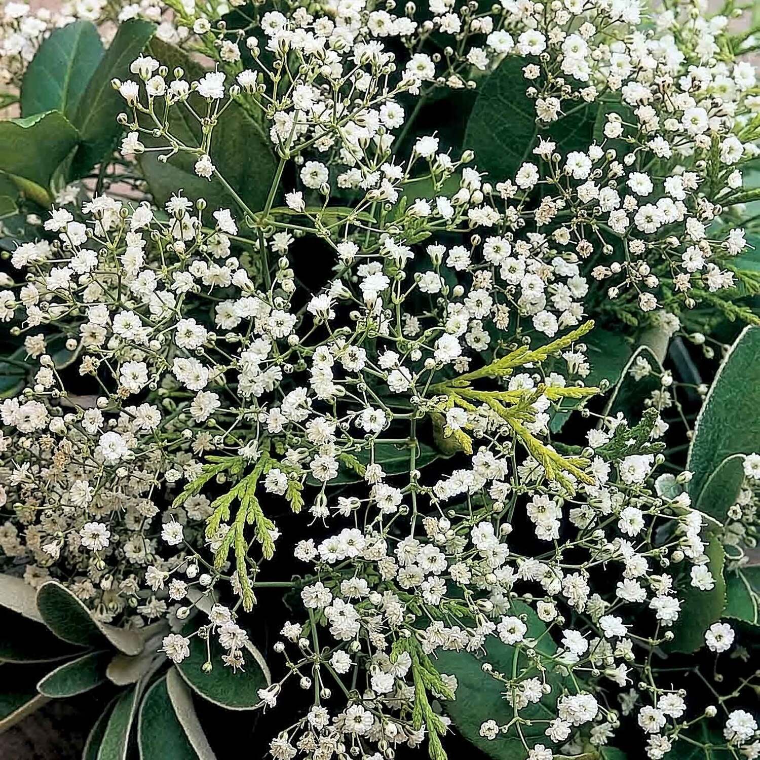 Unwins Gypsophila Seeds Diamond Spray - 100 Seeds - Green