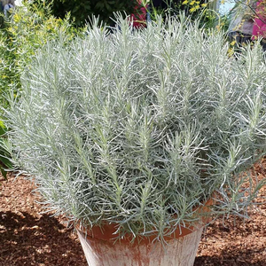 Helichrysum Italicum Curry Plant 9cm Pot Herb Garden Plant