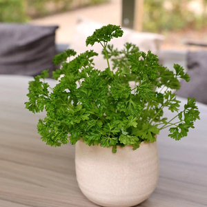 Set of 3 Parsley Extra Moss Curled Curled Parsley 9cm Pot Herb Garden Plant