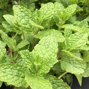 Mentha Spicata Crispa Moroccan Mint 9cm Pot Herb Garden Plant