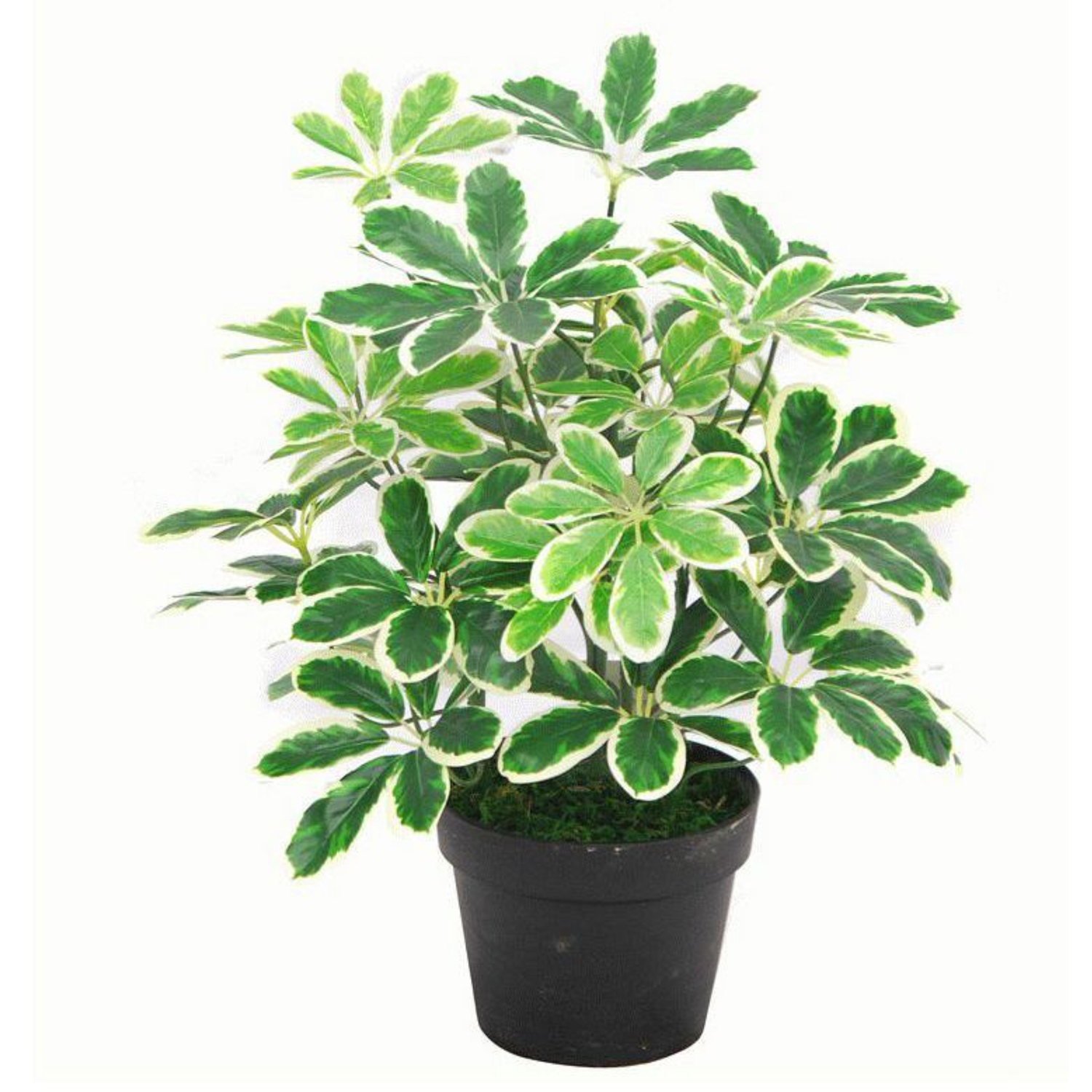 Artificial Arboricola Evergreen Plant 55cm Small Bush - Green