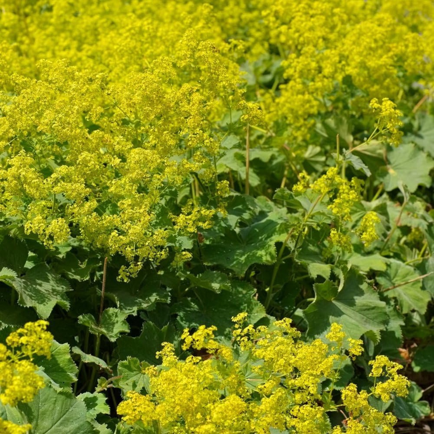 B&Q - Alchemilla Mollis Robustica 9Cm Potted Plant X 1 - Image 2