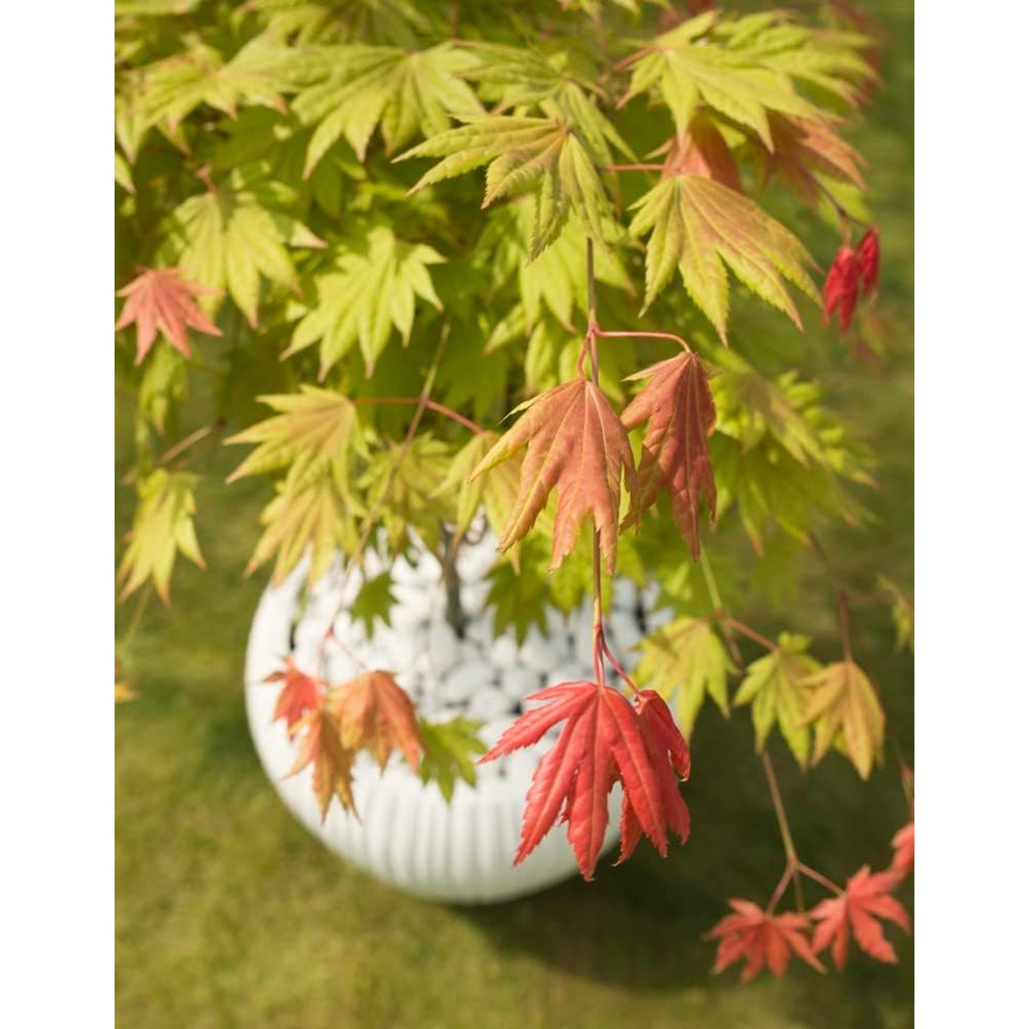 B&Q - Acer Shirasawanum Moonrise 3 Litre Potted Plant X 1 - Image 2
