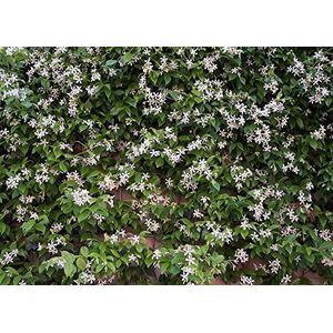 Trachelospermum Jasminoides Star Climbing Plant 5-6ft in a 7.5 L Pot