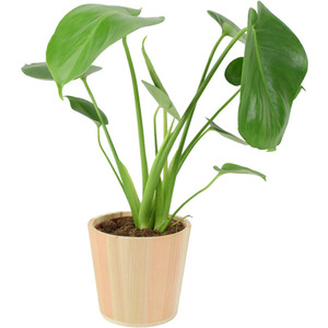 Monstera Deliciosa Swiss Cheese Plant in 12cm Pot - Indoor Houseplant