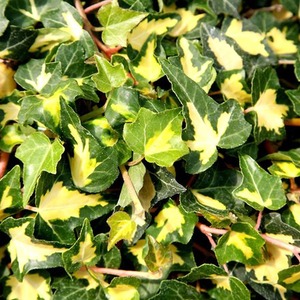 Hedera Helix Oro di Bogliasco Evergreen Vine Climbing Plant