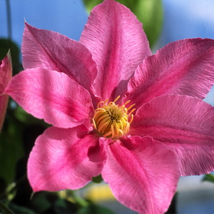 Clematis Abilene Evipo027
