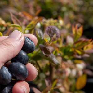 Marshalls Garden Blueberry Goldtraube