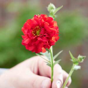 Marshalls Garden Geum 'Firestarter'