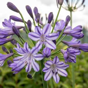 Marshalls Garden Agapanthus 'Poppin Star'