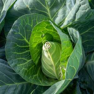 Marshalls Garden Winningstadt Heirloom Pointed Cabbage Seeds - Blue-Green Heads