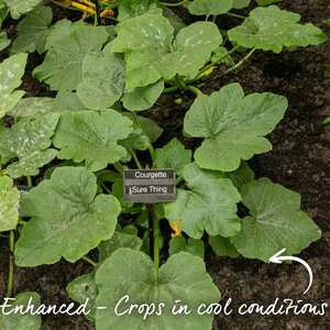 Courgette Seeds 'Sure Thing' F1 (Partenon) - Early Seedless for Pots and Small Gardens