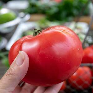 Big Daddy Tomato Seeds, High-Yield Disease-Resistant