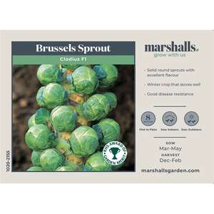 Marshalls Garden Clodius F1 Brussels Sprout Seeds - Winter-hardy, Disease-resistant, 30 seeds