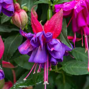 Fuchsia Standard 'Winston Churchill'