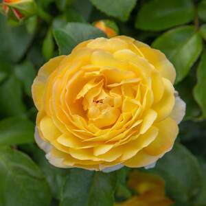 Rose Bush 'Belle De Jour'