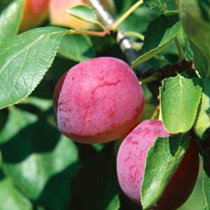 shot 15190984