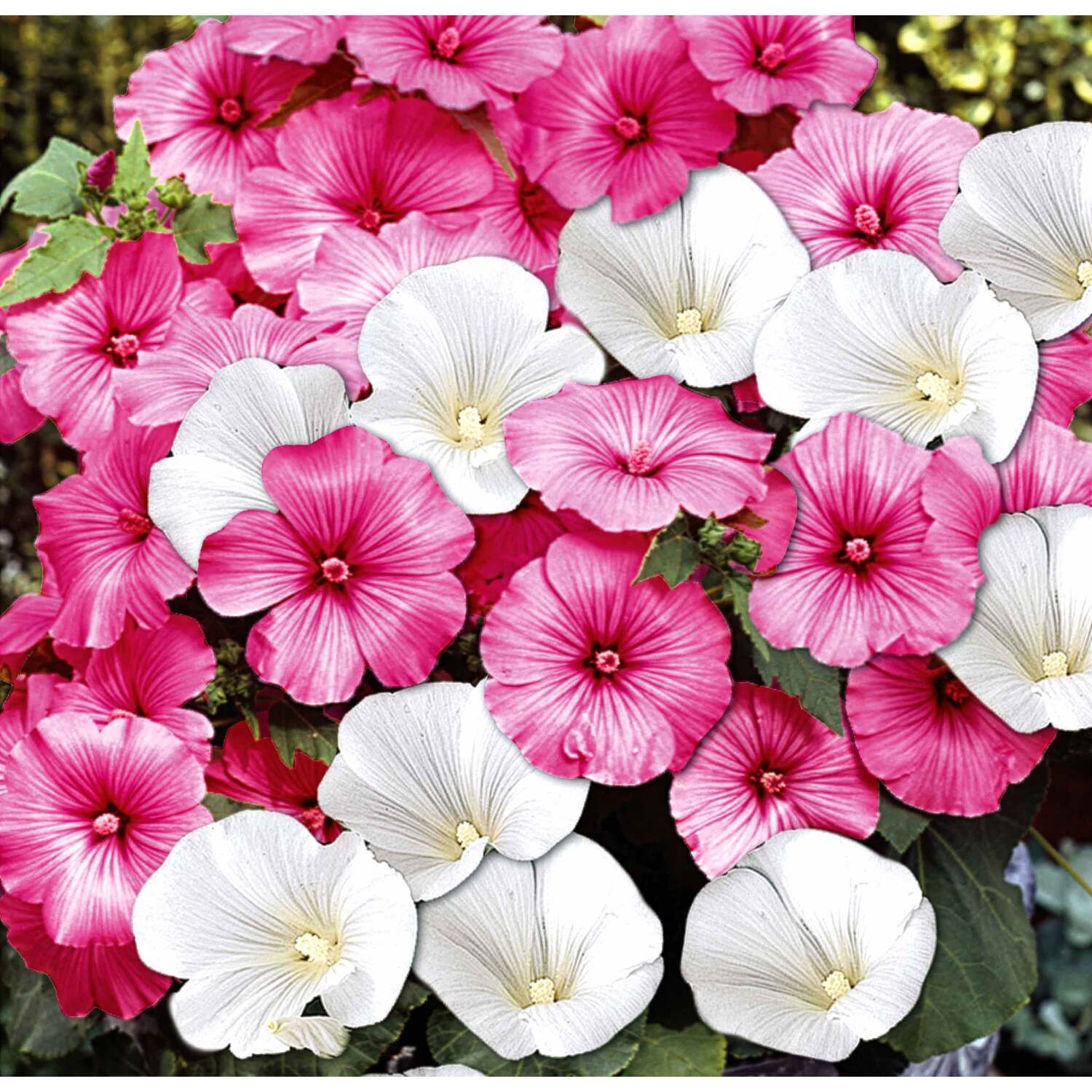 Unwins Lavatera Seeds Twins Mix - Green