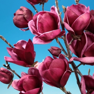 Plant Theory Genie Shrub Magnolia Tree Bush 15L Pot 80cm - 1m