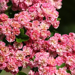 Punicea Flore Pleno Double Pink Hawthorn Tree Crataegus 9L Pot 1.8m - 2m