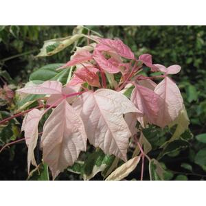 Acer Negundo Flamingo Tree, 6ft, 12L Pot by Directplants