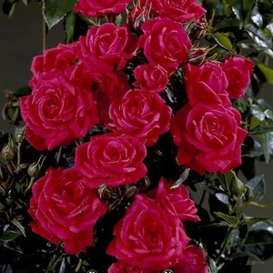 Rose Birthday Wishes 5.5L Pot Orange Red Patio Rose for Birthdays Gift