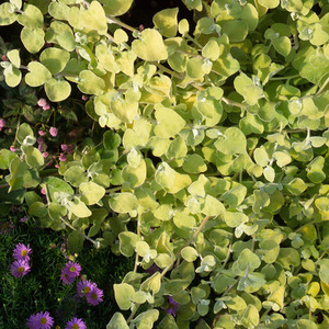 Helichrysum Gold 9cm - Evergreen Alpine Plants and Low Maintenance